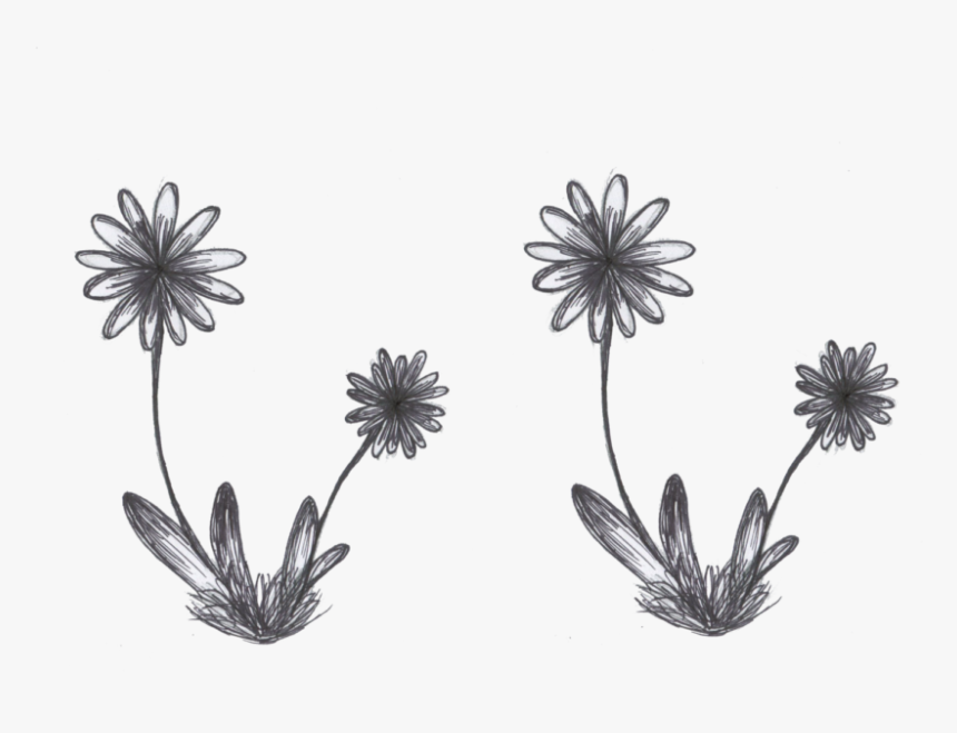 African Daisy, HD Png Download