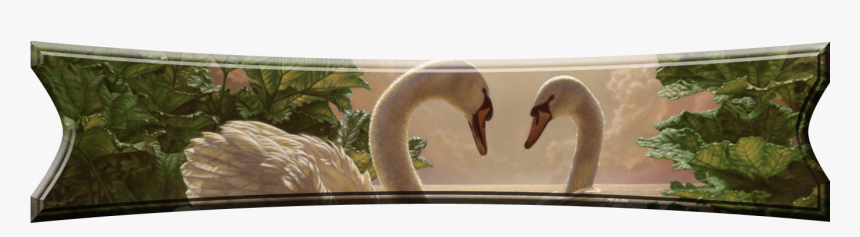 Frames And Borders - Imagenes De Cisnes Enamorados, HD Png Download