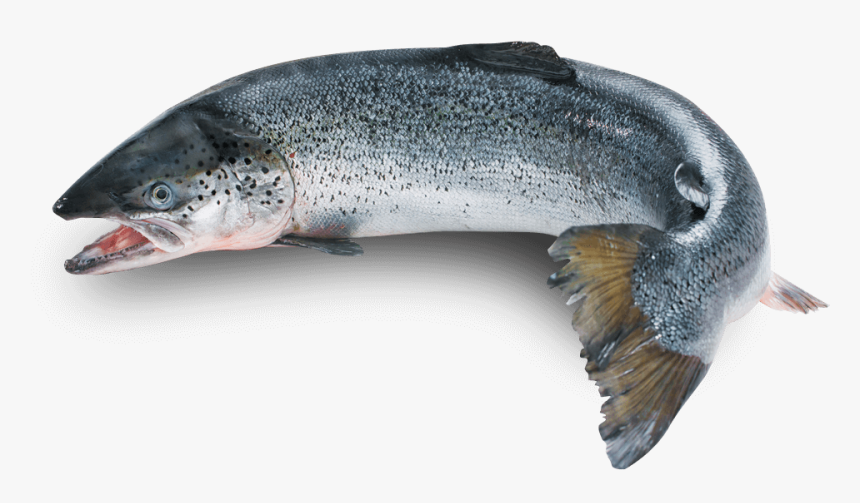 Transparent Cooked Fish Png - Silo Fish, Png Download