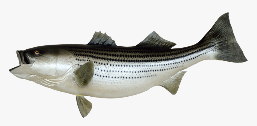 Fish Png - Fish Transparent Background Long, Png Download