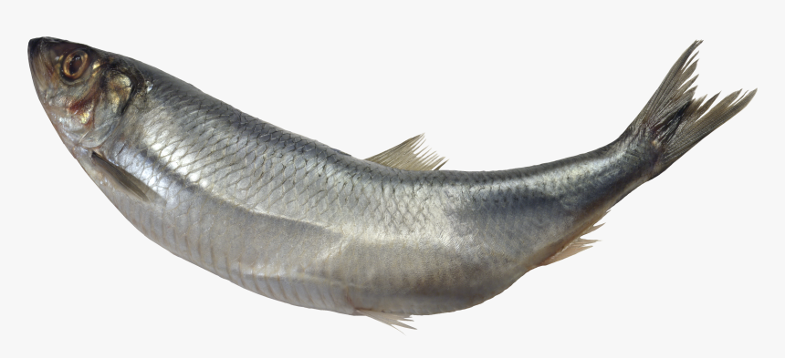Tuna Clipart Transparent Background - Fish Images Hd Png, Png Download