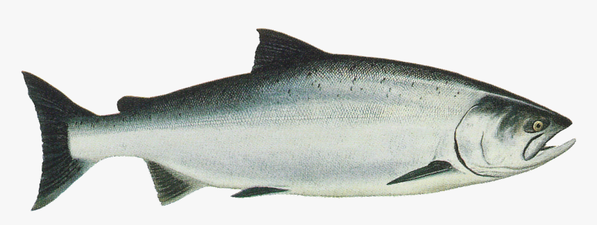 Salmon Png Transparent - Oncorhynchus Tshawytscha, Png Download