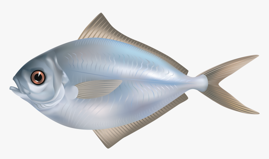 Fish Png, Transparent Png