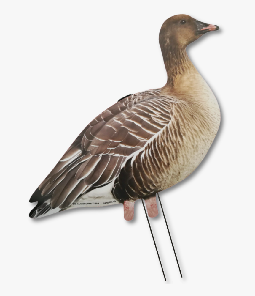 Goose, HD Png Download
