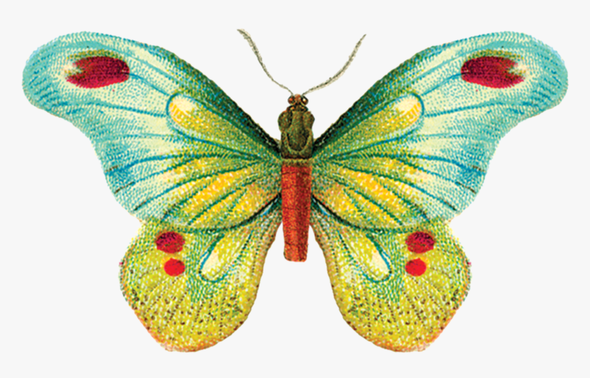 Tattly, HD Png Download