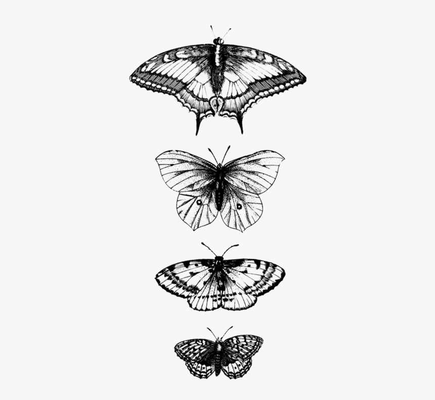 Butterflies Detail, HD Png Download