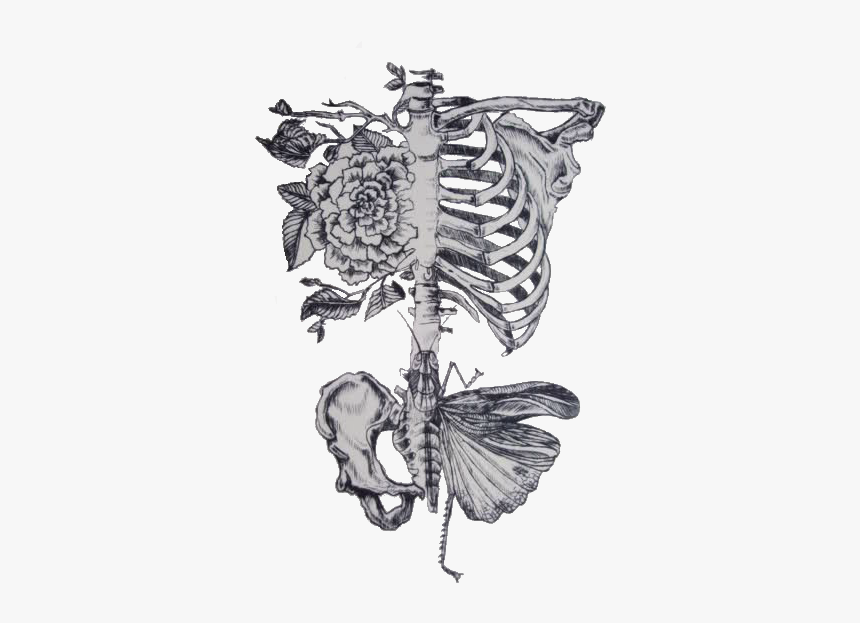 Rib Roses Butterfly Pelvis - Dont Need No Butterflies When You Give Me The Whole, HD Png Download