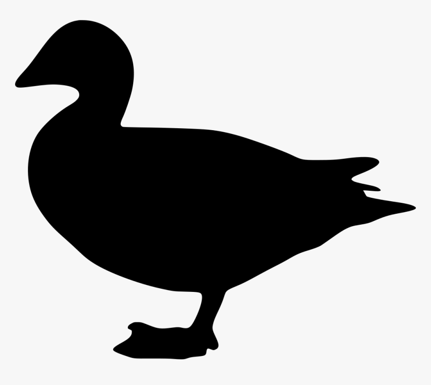 Duck, HD Png Download