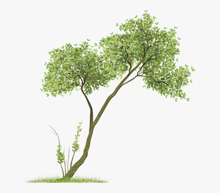 Clipart Trees Watercolor - Tree Png For Picsart, Transparent Png