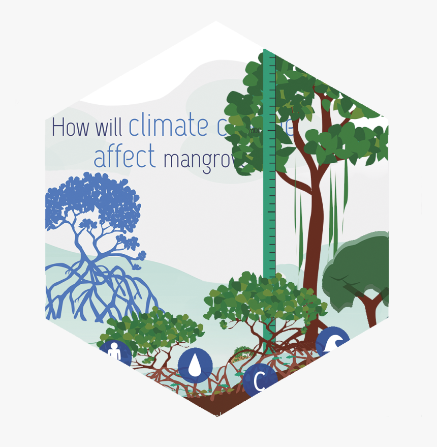Mangroves - Tree - Sabal Palmetto, HD Png Download