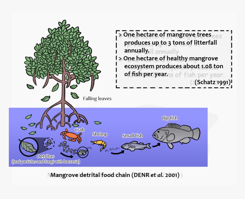 Importance Of Mangroves For Fish, HD Png Download