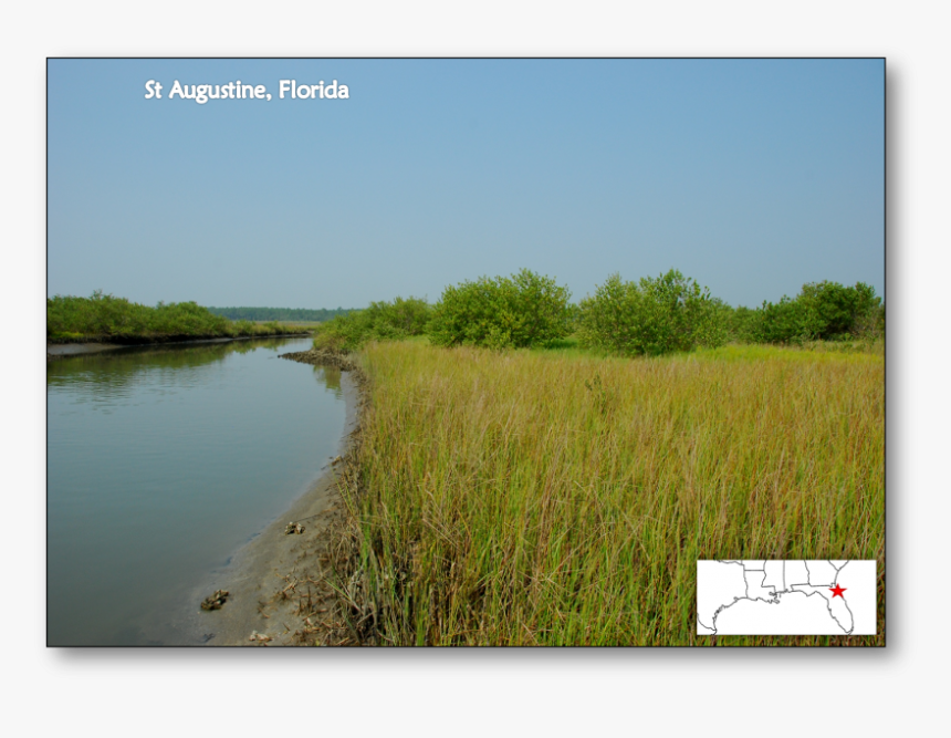 Saint Augustine, Florida - Salt Marsh Mangrove Ecotone, HD Png Download