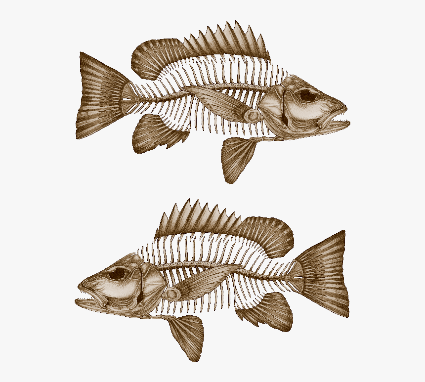 Mangrove Jack Decals - Fish Wreck Mangrove Jack, HD Png Download