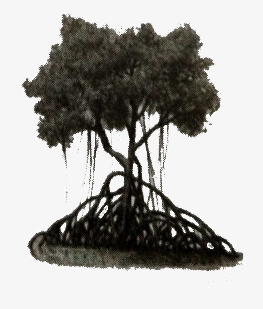 Oak, HD Png Download