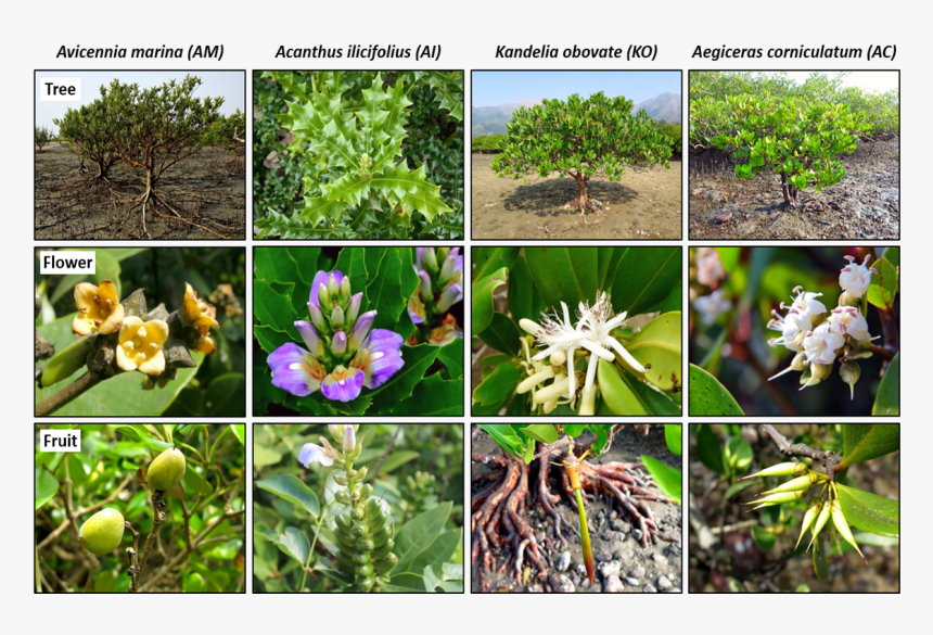 Image - Japanese Honeysuckle, HD Png Download