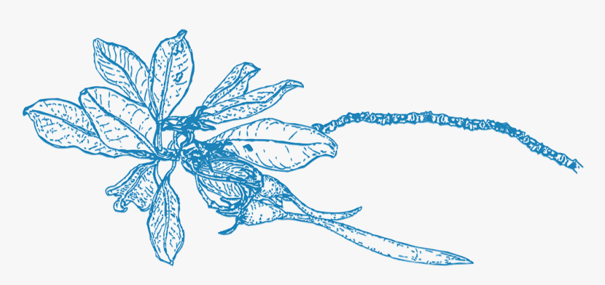 Illustration, HD Png Download