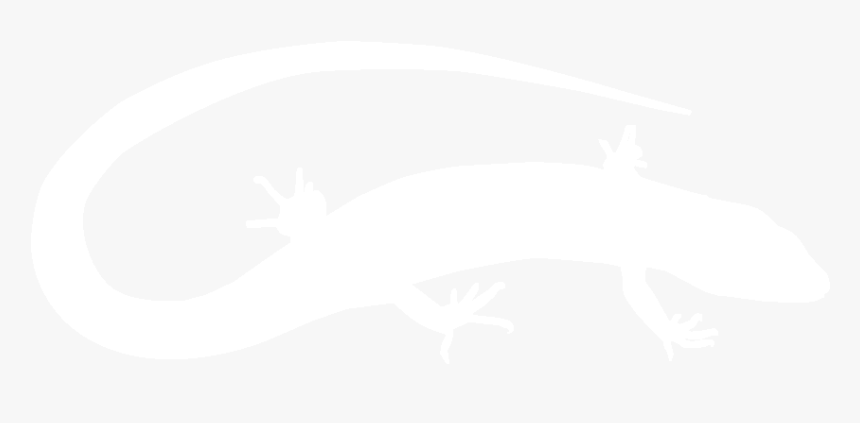 Gecko, HD Png Download