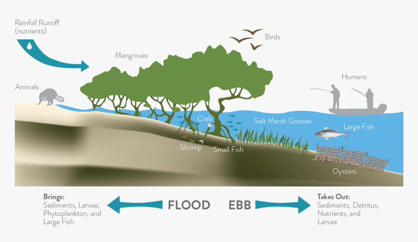 The Living Shoreline Infographic - Living Shoreline, HD Png Download