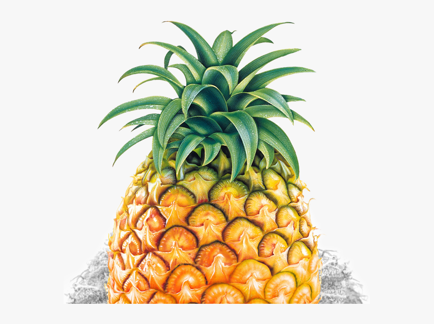 Transparent Pineapple Silhouette Png - Pineapple Psd, Png Download