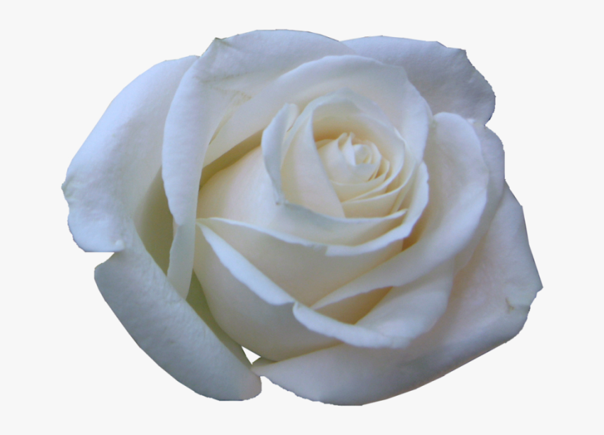Rosa Blancas En Png, Transparent Png