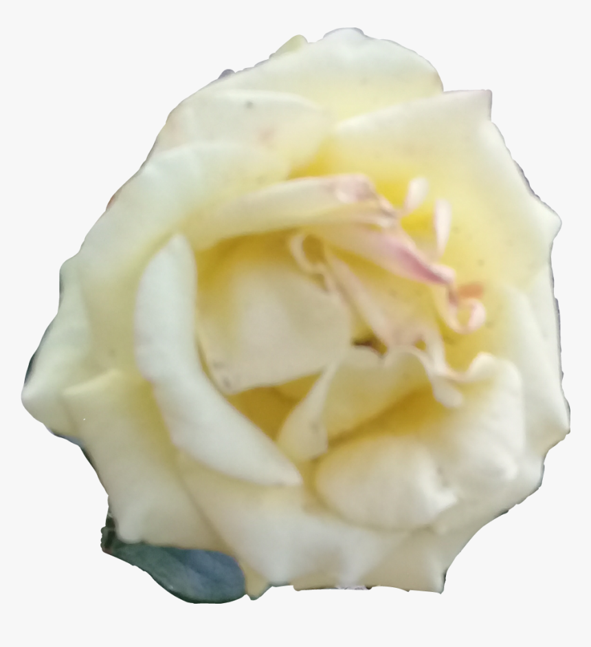 Rosa Blanca , Png Download - Floribunda, Transparent Png