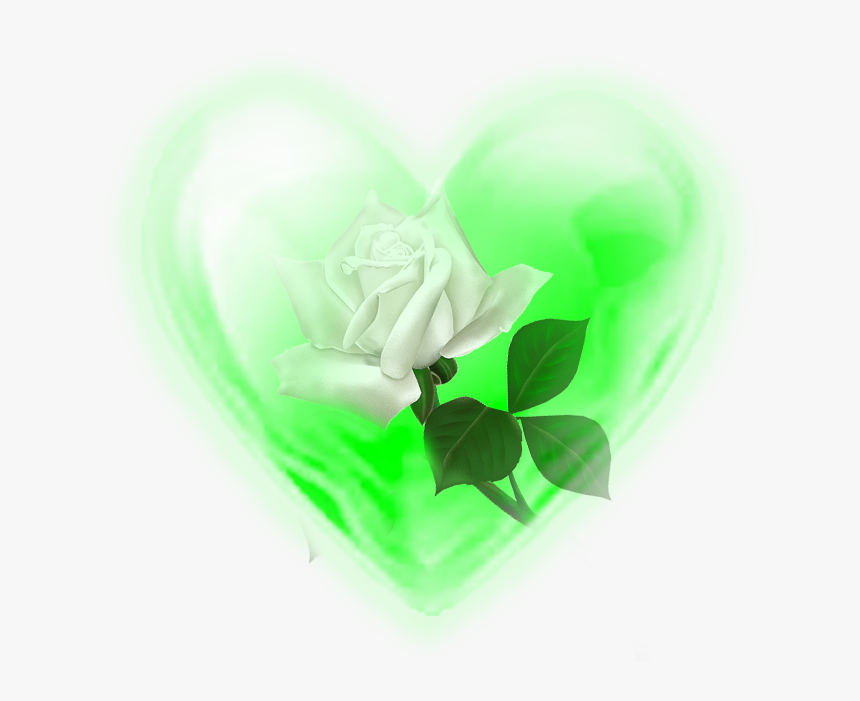 Rosa Blanca - Rose - Garden Roses, HD Png Download