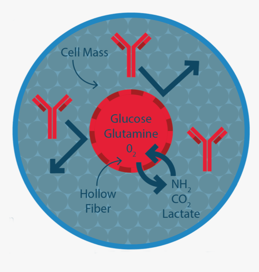 Circle, HD Png Download