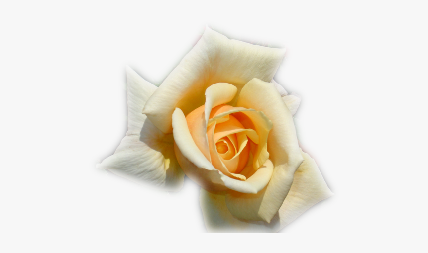 Thumb Image - Garden Roses, HD Png Download
