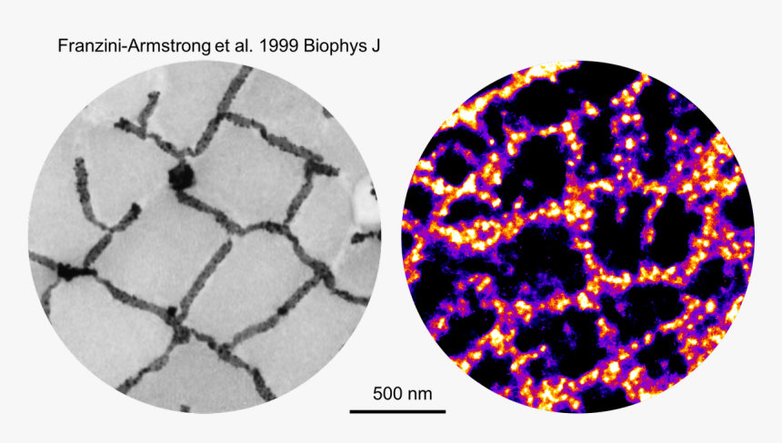 Circle, HD Png Download