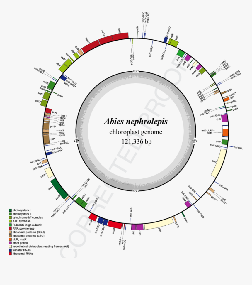 Complete Chloroplast Genome, HD Png Download