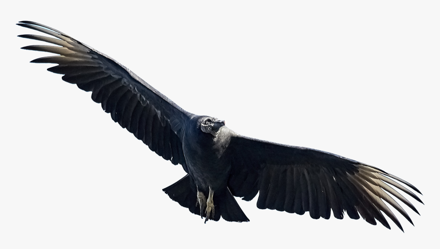 Eagle, HD Png Download