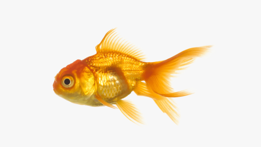 #soft #cute #goth #fish #png #edit #cutecore #93evil - Transparent Fish No Background, Png Download