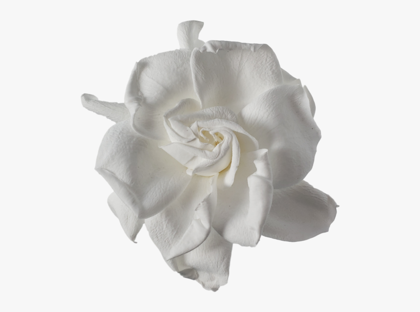 Gardênias Png, Transparent Png