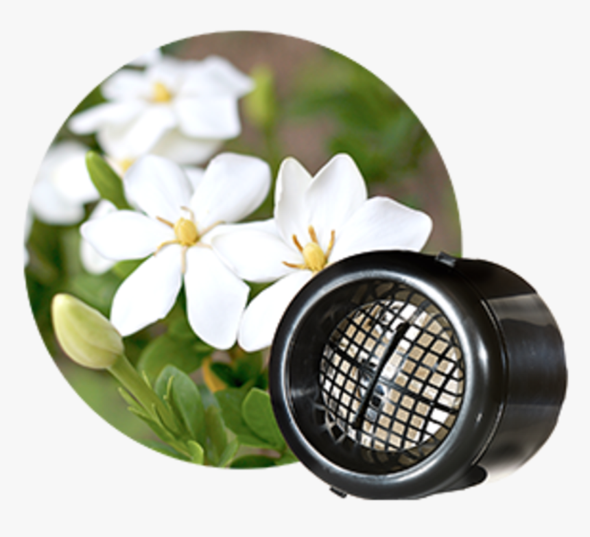 Transparent Gardenia Png - Gardenia, Png Download