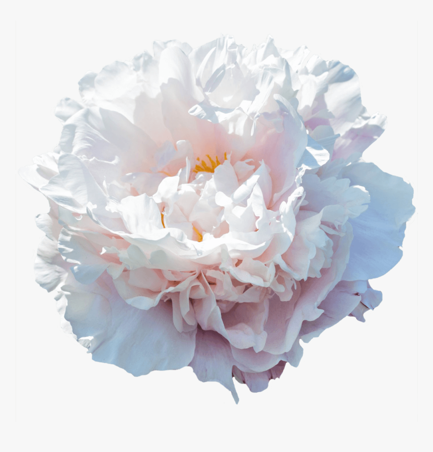 Peony Gardenia, HD Png Download