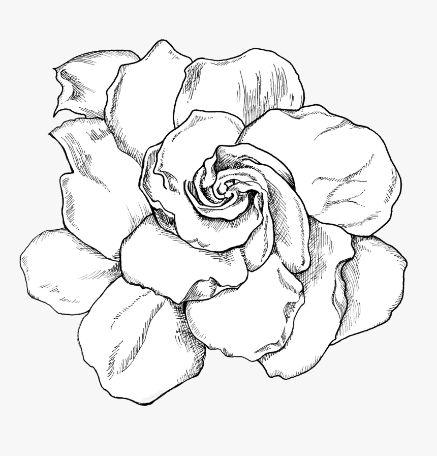 Transparent Gardenia Png - Gardenia Black And White, Png Download