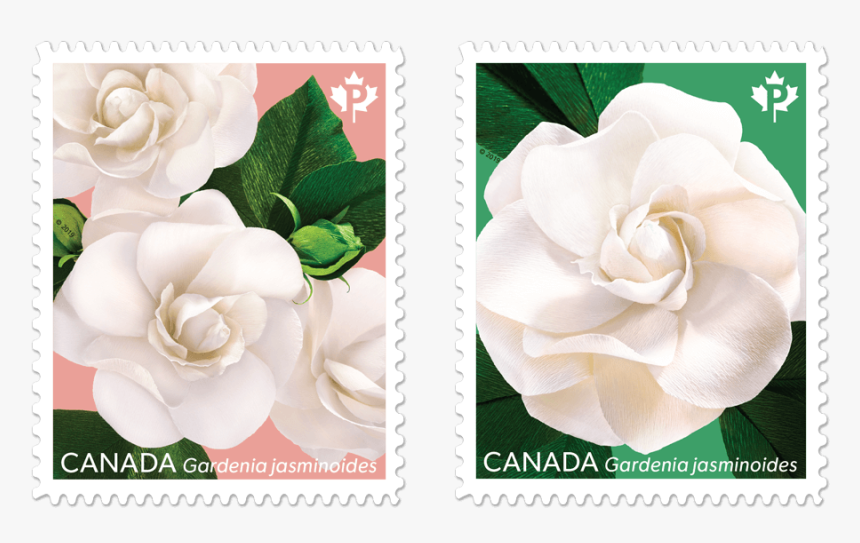 One Featuring Three Gardenias, And One Focusing On - Postage Stamp, HD Png Download