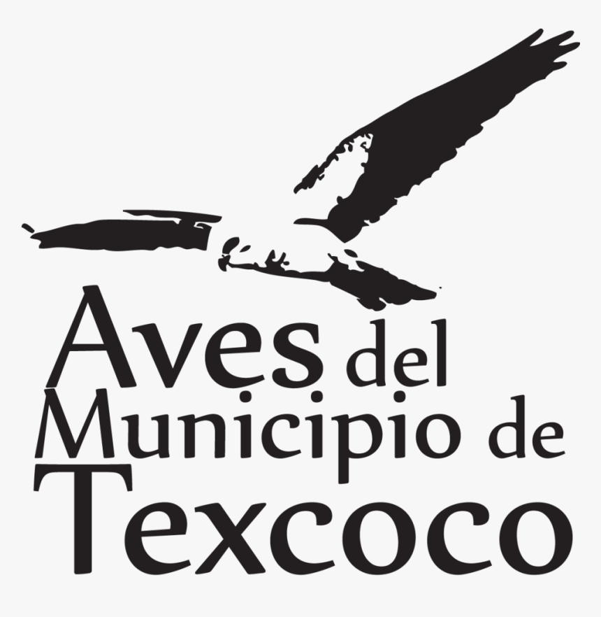 Transparent Pajaros Png - Aves En El Lago De Texcoco, Png Download