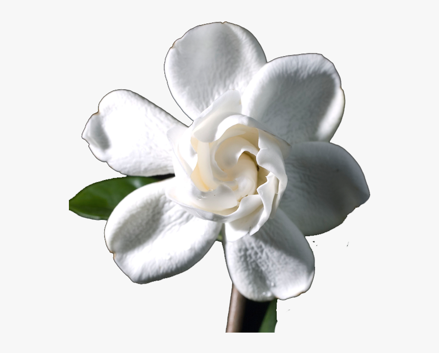 Artificial Flower, HD Png Download