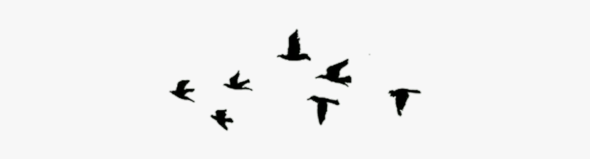 Overlay, Pajaros, And Png Image - Flock, Transparent Png