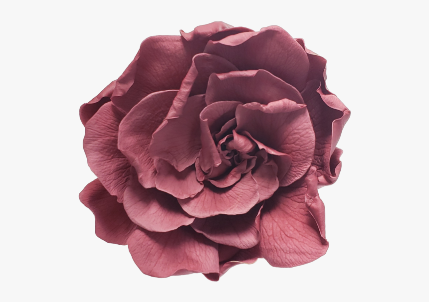 Garden Roses, HD Png Download