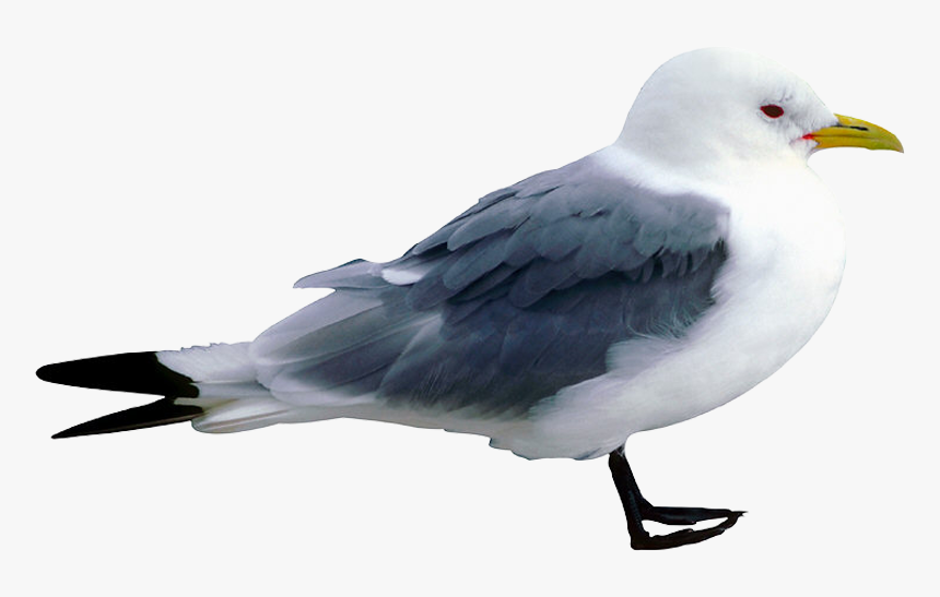 Great Black-backed Gull, HD Png Download