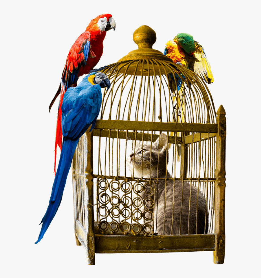 Trapped In A Bird Cage, HD Png Download