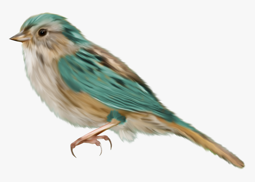 Pajaros Png, Transparent Png