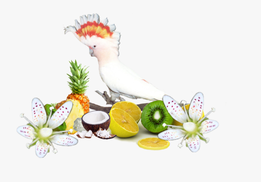 Pajaros Gifs Imagenes - Portable Network Graphics, HD Png Download