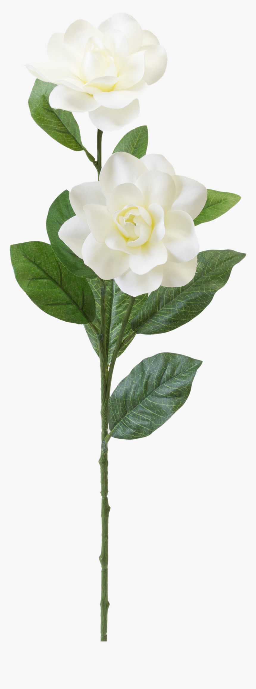Gardenia Png, Transparent Png