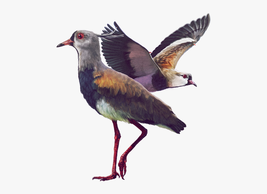 Ilustración - Aves De La Sabana De Bogota, HD Png Download