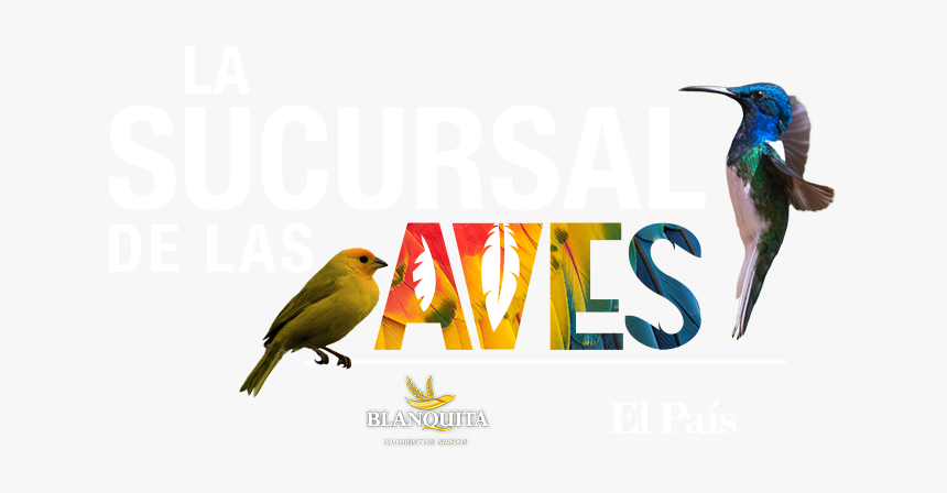 Feria De Aves Cali - Hummingbird, HD Png Download
