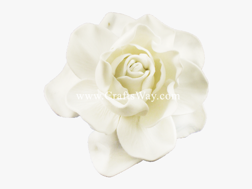 Fsh606 Gardenia Type E - Garden Roses, HD Png Download