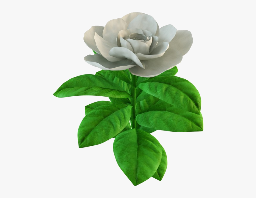 Gardenia Bar - Gardenia, HD Png Download